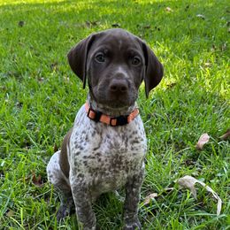 Andy-Orange Collar - Liver and white male German Shorthaired Pointer puppy in Conroe, Texas from Tipsy Rabbit GSP TopDog Kennel