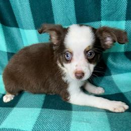 Girl 1 - Red tri female Miniature Australian Shepherd puppy in Hokes Bluff, Alabama from Alegria Toy Aussies