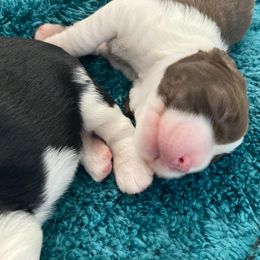 English Springer Spaniel Puppies from Ivy Hill English Springer Spaniels