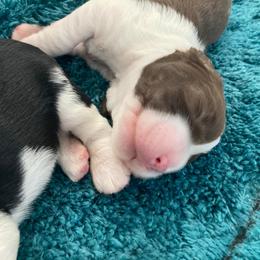 English Springer Spaniel Puppies from Ivy Hill English Springer Spaniels