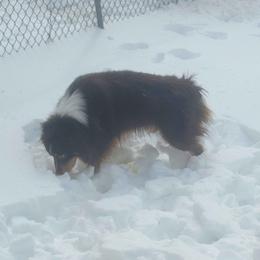 Whiskey - Red tri-color male Australian Shepherd puppy in Pottstown, Pennsylvania from Ramos Standards