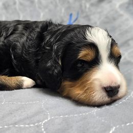 Chunky - Sweater Weather - Tri-color male Bernedoodle puppy in Charleston, South Carolina from Palm Belle Doodles