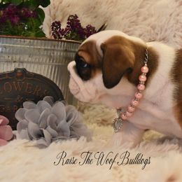 Bulldog Puppies from Raise The Woof Bulldogs