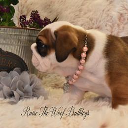 Bulldog Puppies from Raise The Woof Bulldogs