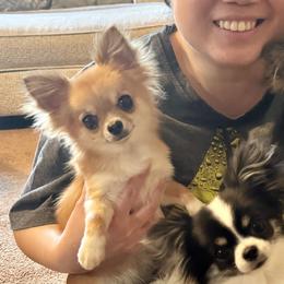 Chihuahuas and Miniature Pinschers from Toykeeper's Kennel