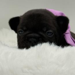 Dior - Brindle female French Bulldog puppy in Largo, Florida from Big Daddy Frenchies