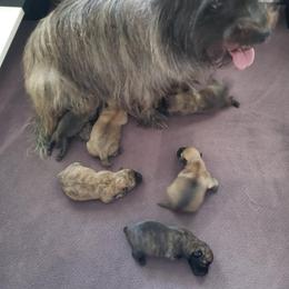 Black Brindle Male - Brindle male Cairn Terrier puppy in Centerville, Texas from Cedar Forrest Terriers LLC (Cairns & Australian Terriers)