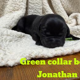 6th pick Black Male - Black male Labrador Retriever puppy in Farmington, Missouri from Granite Creek Kennel