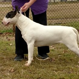 Bull Terrier and Staffordshire Bull Terrier All Grown Up from Terri Cournoyer