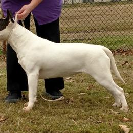 Bull Terrier and Staffordshire Bull Terrier All Grown Up from Terri Cournoyer