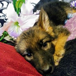 German Shepherd Puppies from Rain's Legacy German Shepherds