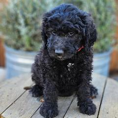 Double Doodle, Goldendoodle, and Labradoodle Puppies from The Doodle Ranch-California