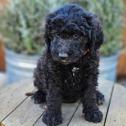 Double Doodle, Goldendoodle, and Labradoodle Puppies from The Doodle Ranch-California