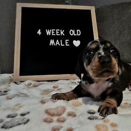 Merlin - Dapple male Dachshund puppy in Bedford, Virginia from Blue Ridge Weenies
