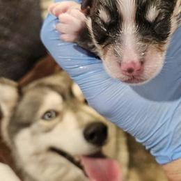 Pomsky puppies from Illinois Poms