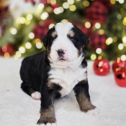 Rubble - Black tan and white male Bernese Mountain Dog puppy in Elk Ridge, Utah from Sugarplum Bernese