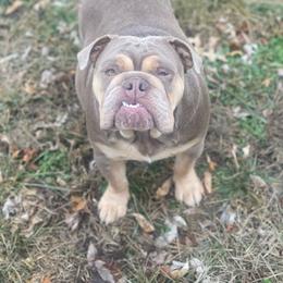 Bulldog puppies from Midwest Monster Made Bulldogs