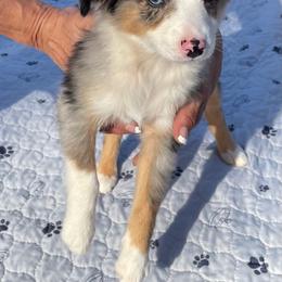 Merle girl - Blue merle female Miniature Australian Shepherd puppy in Redding, California from Lavish Luxuries Mini and Toy Australian Shepherds