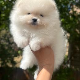 Boy 3 - Cream male Pomeranian puppy in Denver, Colorado from Diana's Pomeranians