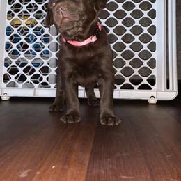 Labrador Retriever Puppies from Reniers Labrador Retrievers