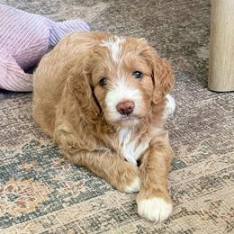Sweet Pea - Apricot female Goldendoodle puppy in Galt, California from Mollyslilpups