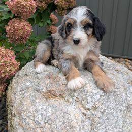Molly - Blue merle female Bernedoodle puppy in Beach City, Ohio from Blue Cloud Doodles