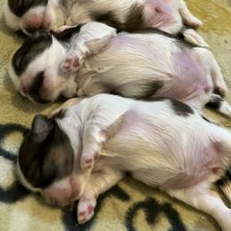 Shih Tzu Puppies from Simply Shih Tzu