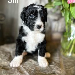 Bernedoodle Puppies from Hudson Shore Bernedoodles
