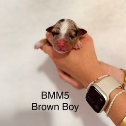 Brown Ribbon Blue Merle Boy - Blue merle male Australian Shepherd puppy in Dundee, Ohio from Aussies Of Circle H