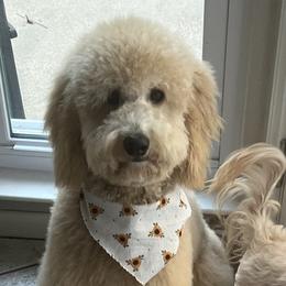 Goldendoodles from Wright Doodles