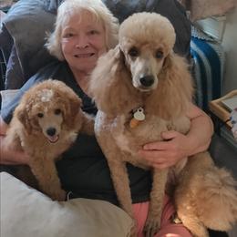 Reba - Poodle