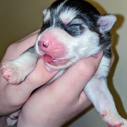 Pomsky Puppies from KP Pomskies LLC