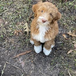 Goldendoodle Puppies from Texas Bella Doodles