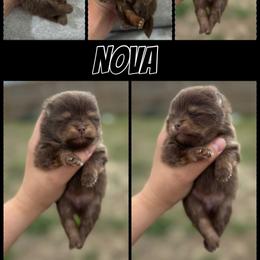 Nova - Chocolate and tan male Pomeranian puppy in Willow Spring, North Carolina from GTBBF Pomeranians
