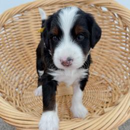 Padfoot - Tri-color male Bernedoodle puppy in Apache Junction, Arizona from Coffey House Doodles
