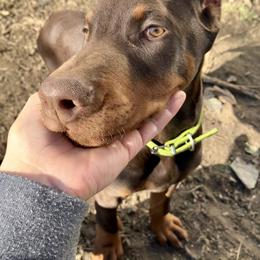 Doberman Pinscher Puppies from Von Schaaf Haus DuPree