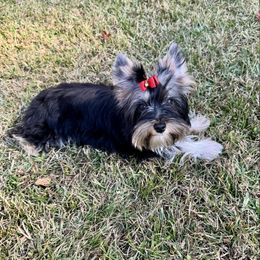 Phoenix - Black and tan male Yorkshire Terrier puppy in Bloomingdale, Georgia from Harrington Yorkies