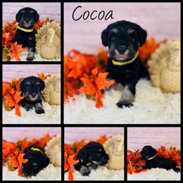 Cocoa - Black and silver female Miniature Schnauzer puppy in Springfield, Tennessee from My Lovable Schnauzers