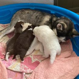 Pomsky Puppies from Prairie Paddock Pomskies