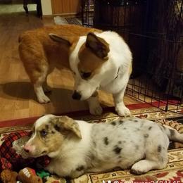 American Corgi, Cardigan Welsh Corgi, and Pembroke Welsh Corgi Puppies from Enok Corgis