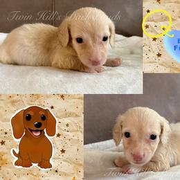 Ivory's Tan - Cream male Dachshund puppy in Jonesboro, Illinois from Twin Hills Dachshunds