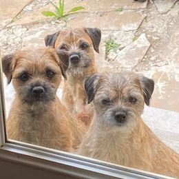 Border Terriers from SpringToo Borders