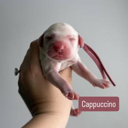 Cappuccino - LUA long coat - White and black female Dalmatian puppy in Davenport, Florida from Sunny Jewels Dalmatians