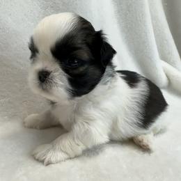 Shih Tzu Puppies from Little Miracles Shih Tzu