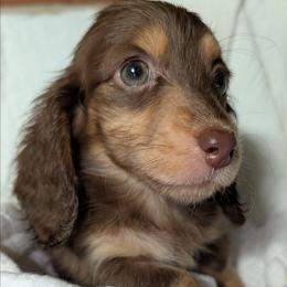 Pluto - Chocolate and cream male Dachshund puppy in Unadilla, Georgia from Hamsley's Puppy Palace