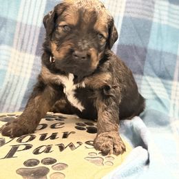 Grady - Tri-color male Bernedoodle puppy in Phelan, California from PuppyPaws4U