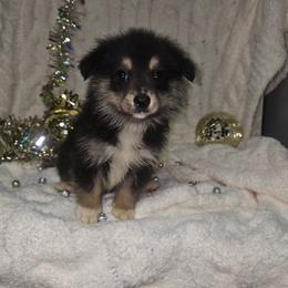 Peter Pan (Red) - Black and tan male Companion Cross puppy in Decatur, Illinois from Petite Pups