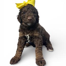 Caroline - Phantom female Goldendoodle puppy in Prosperity, Pennsylvania from Stelladoodles & Company