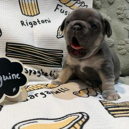 French Bulldog Puppies from Famiglia Frenchies