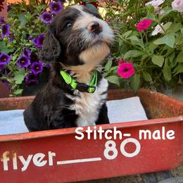 Stitch - Black and white male Bernedoodle puppy in Rochester, Minnesota from Marbel Wood Doodles